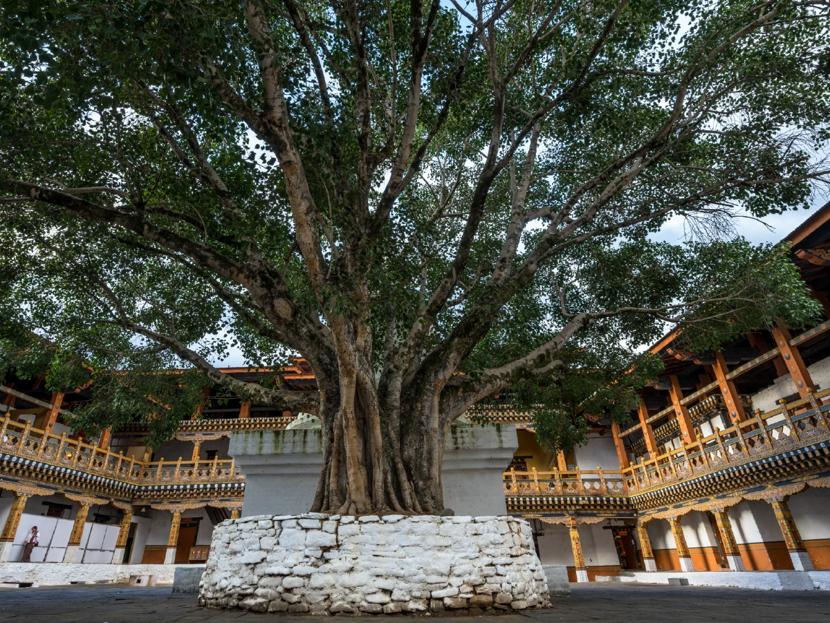 PUNAKHA-03
