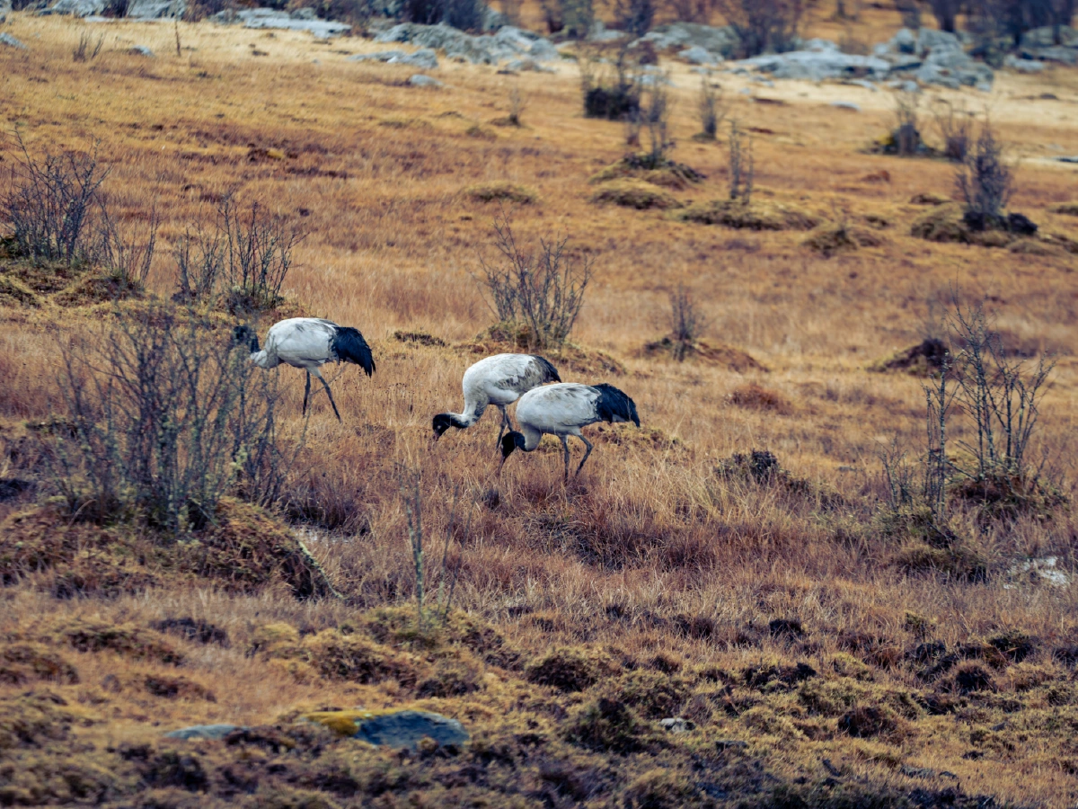 phobjikha img-04